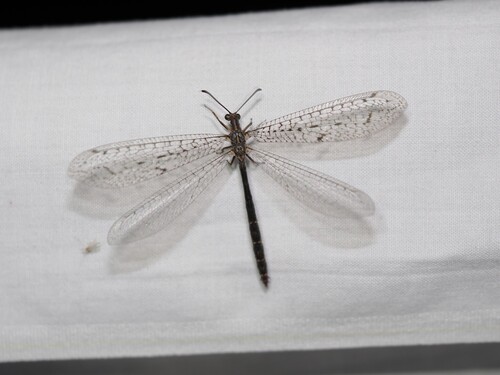 iNaturalist observation photo of Long-tailed Antlions