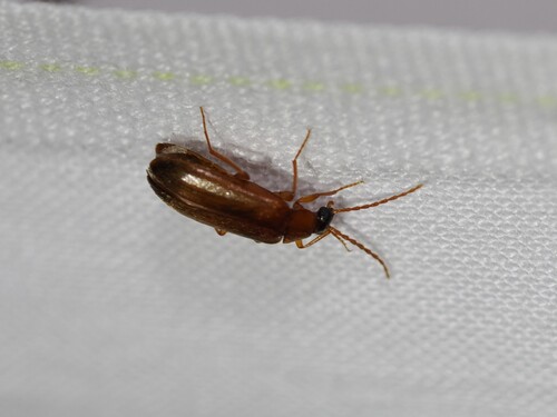 iNaturalist observation photo of Scraptia