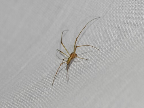 iNaturalist observation photo of Stretch Spiders