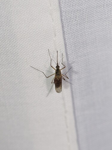 iNaturalist observation photo of Culicine Mosquitoes