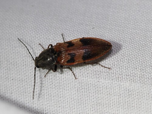 iNaturalist observation photo of Three-spotted Click Beetle