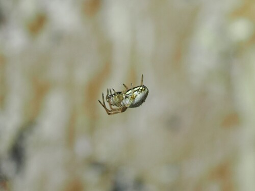 iNaturalist observation photo of Orbweavers and Allies