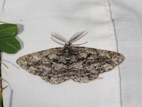 iNaturalist observation photo of Mycterophora