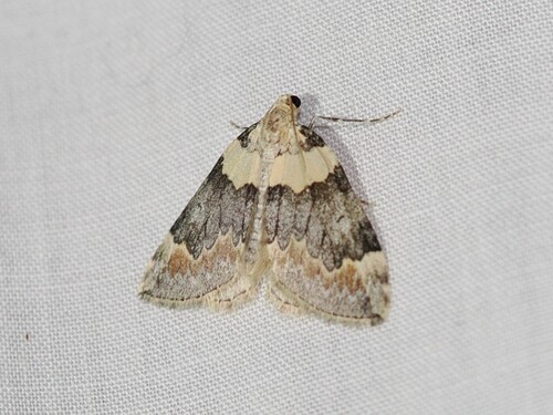 iNaturalist observation photo of Dysstroma brunneata