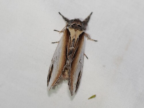 iNaturalist observation photo of Black-rimmed Prominent