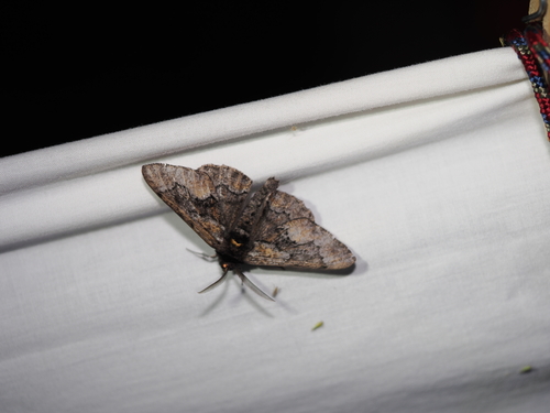 iNaturalist observation photo of Phaeoura mexicanaria