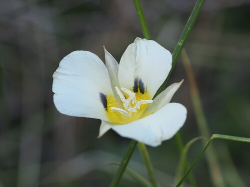 iNaturalist observation photo of Leichtlin's Mariposa Lily