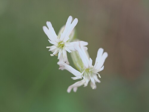 iNaturalist observation photo of Douglas' Catchfly