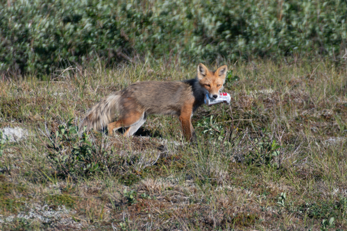 Alaskan Red Fox