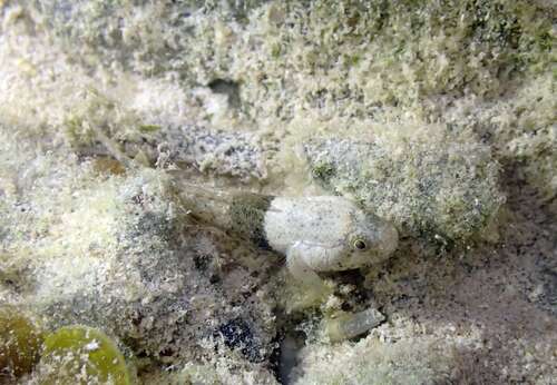 Bathygobius cyclopterus observed 2026-07-15