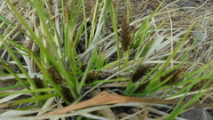 Carex cespitosa