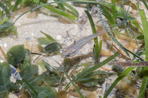 Ostorhinchus margaritophorus observed 2026-07-14