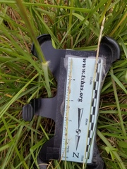 Elionurus tripsacoides