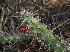 Harrisia tortuosa