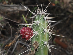 Harrisia tortuosa, photograph (c) Thomas Mesaglio, some rights reserved (CC BY)