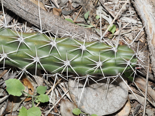 Harrisia tortuosa, photograph 2