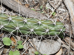 Harrisia tortuosa, photograph (c) Thomas Mesaglio, some rights reserved (CC BY)