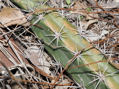 Harrisia tortuosa, photograph (c) Thomas Mesaglio, some rights reserved (CC BY)