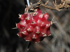 Harrisia tortuosa, photograph (c) Thomas Mesaglio, some rights reserved (CC BY)