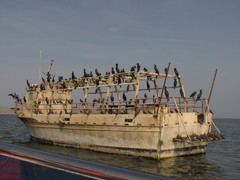 Nannopterum brasilianum