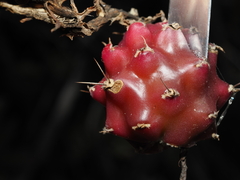 Harrisia tortuosa, photograph (c) Thomas Mesaglio, some rights reserved (CC BY)