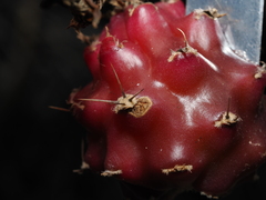 Harrisia tortuosa, photograph (c) Thomas Mesaglio, some rights reserved (CC BY)