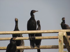 Nannopterum brasilianum