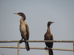 Nannopterum brasilianum