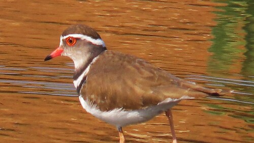 iNaturalist: (c) Peter Vos, some rights reserved (CC BY-NC), uploaded by Peter Vos iNaturalist image
