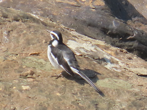 iNaturalist image