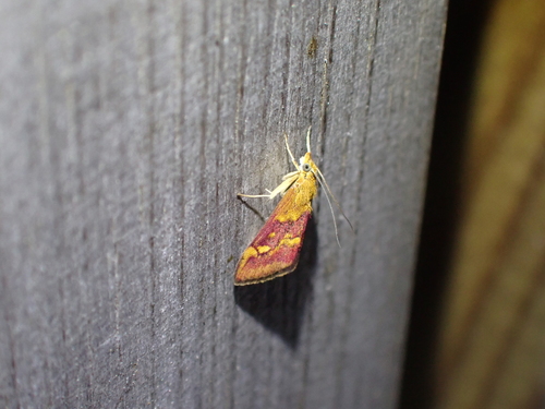 Mint Moth photo 3