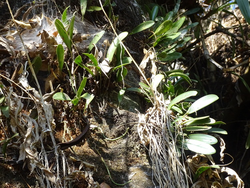 Pleurothallis quadrifida, photograph 1