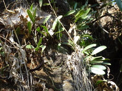 Pleurothallis quadrifida, photograph (c) Alexis López Hernández, some rights reserved (CC BY)