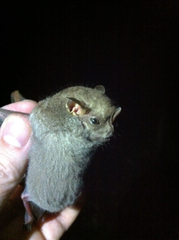 Chiroderma villosum