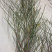 Acacia monticola
