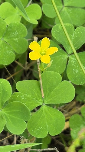 Creeping Woodsorrel