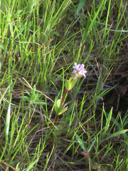 Plectritis congesta