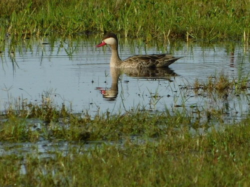iNaturalist image
