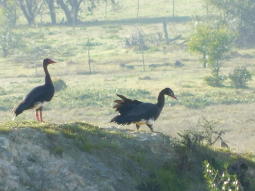 iNaturalist: (c) Anri Marais-Theunis, some rights reserved (CC BY-NC), uploaded by Anri Marais-Theunis iNaturalist image