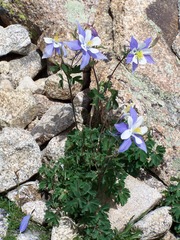 Aquilegia coerulea coerulea