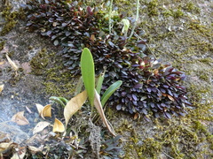 Pleurothallis quadrifida