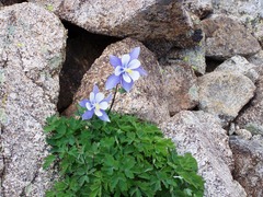 Aquilegia coerulea coerulea