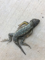 Sceloporus occidentalis