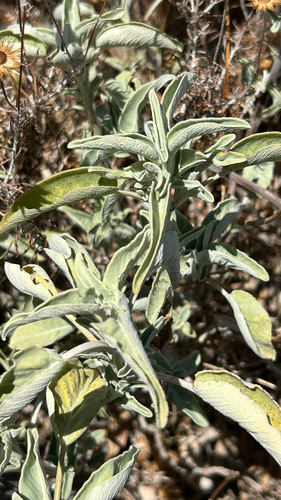 Salvia fruticosa, photograph 2
