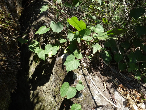 Vitis tiliifolia, photograph 1