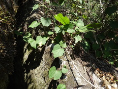 Vitis tiliifolia, photograph (c) Alexis López Hernández, some rights reserved (CC BY)