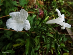 Ruellia tuberosa