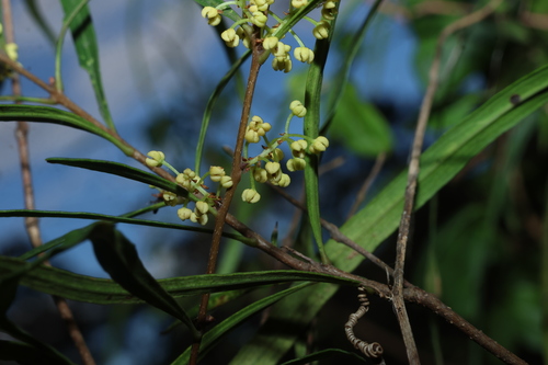 Notelaea lloydii, 2026-07-15