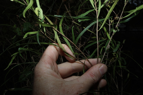 Notelaea lloydii, 2026-07-15
