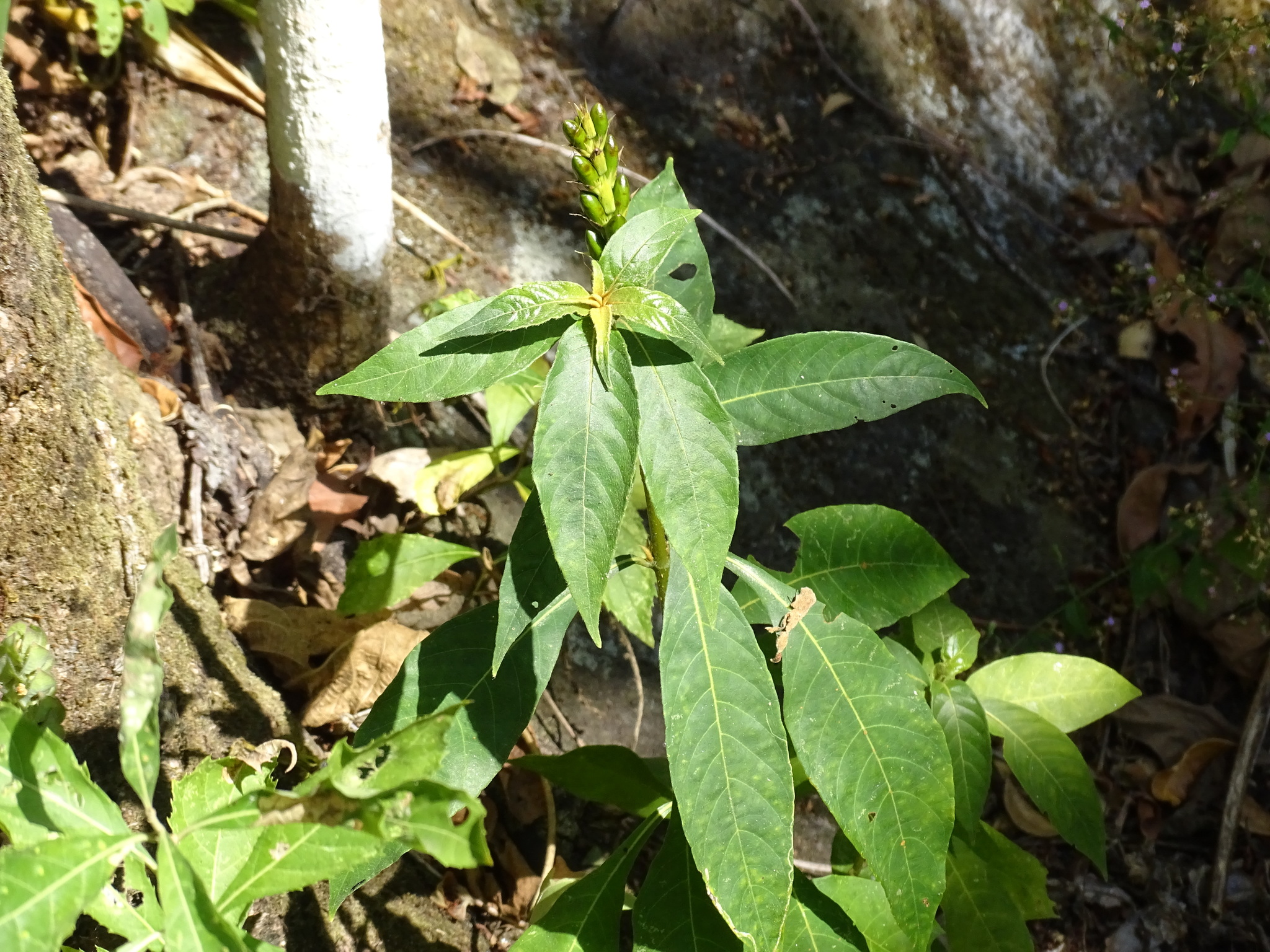 Aphelandra scabra (Vahl) Sm.